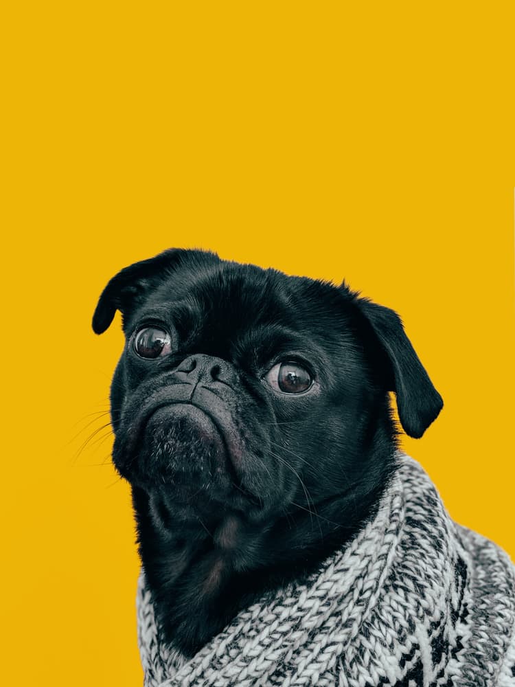 Pug