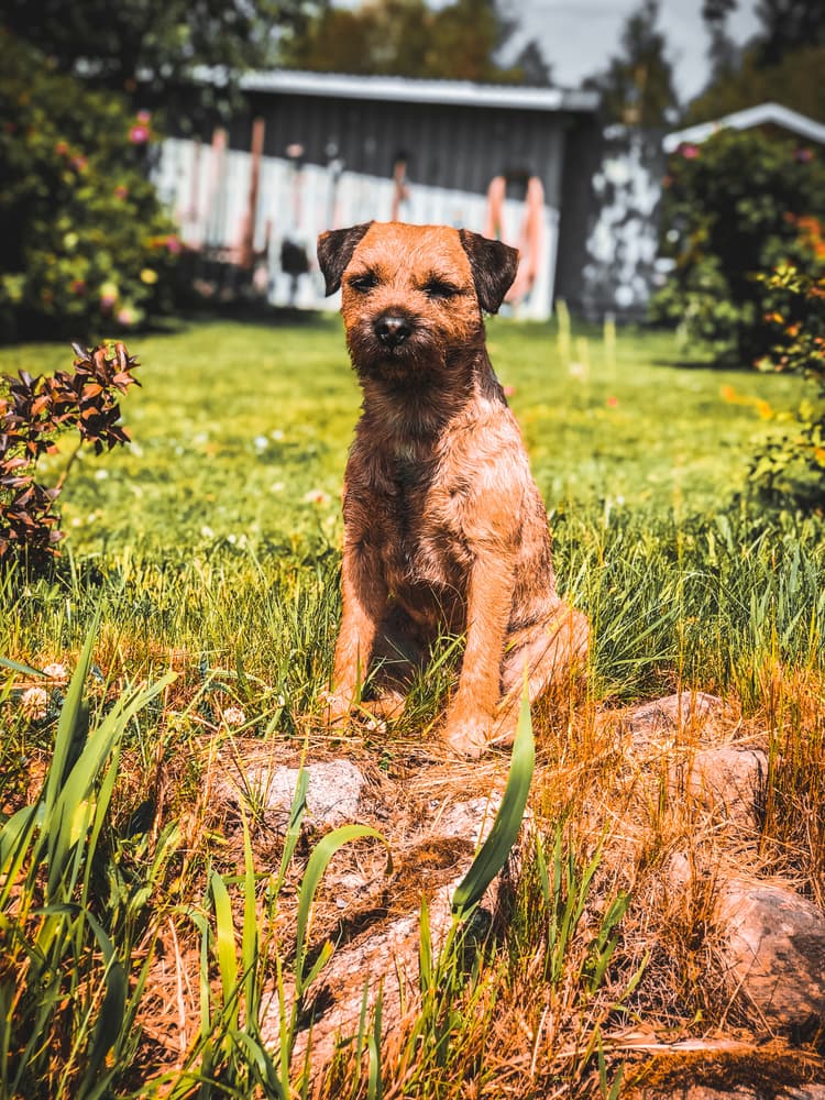 Border Terrier