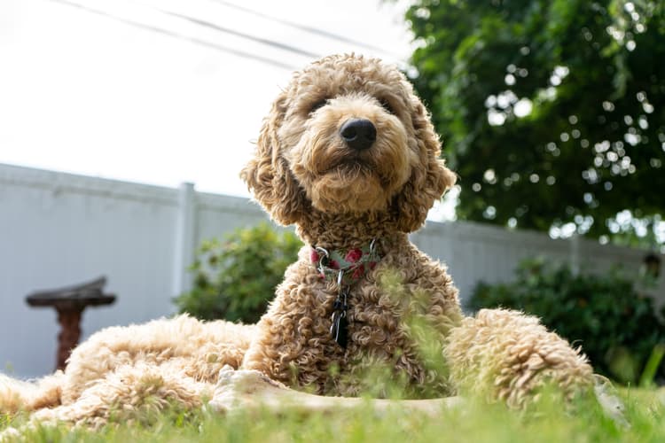 Golden Doodle