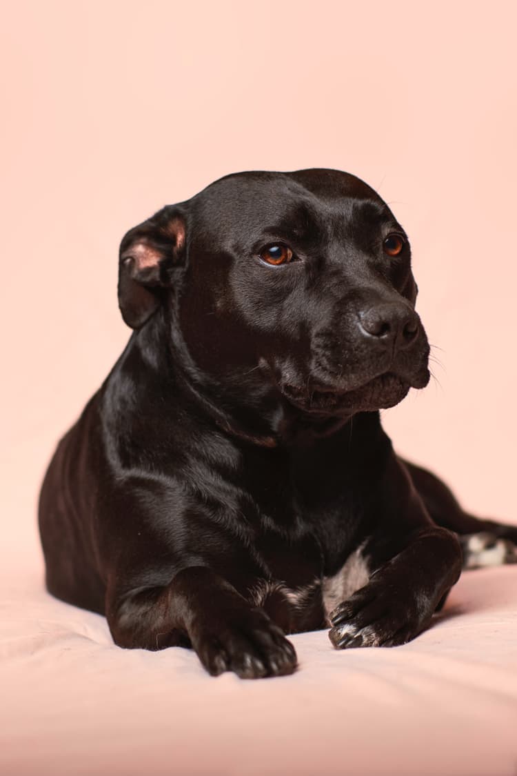 Staffordshire Terrier